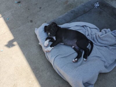 Blue pit staffy puppy