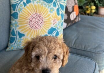 Last Cavapoo puppy from litter