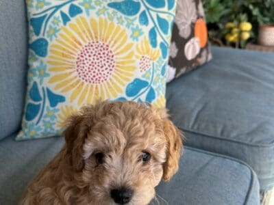 Last Cavapoo puppy from litter