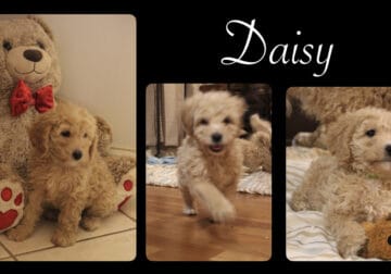 Mini Goldendoodle LAKELAND FL
