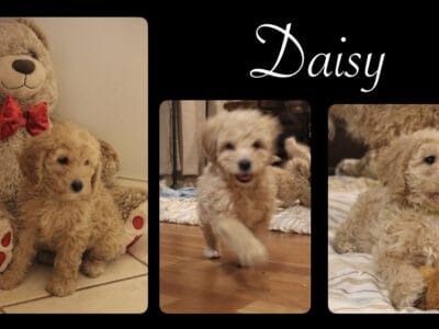 Mini Goldendoodle LAKELAND FL