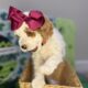 Mini Tri-Color Parti Poodle Puppies 15-20 lbs