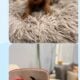 F1b goldendoodles