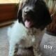 AKC Landseer Newfoundland Puppies