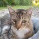 Elisha: Cat for Adoption