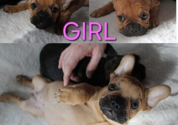 Frenchie