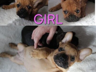 Frenchie