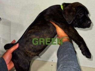 Cane Corso Puppies