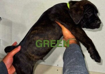 Cane Corso Puppies