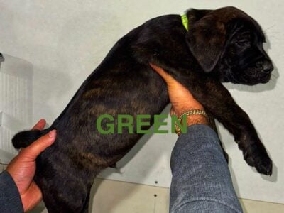 Cane Corso Puppies