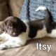 AKC Landseer Newfoundland Puppies