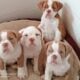 Olde English Bulldogge
