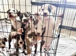 Full breed American Staffordshire Puppies