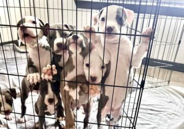 Full breed American Staffordshire Puppies