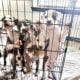 Full breed American Staffordshire Puppies