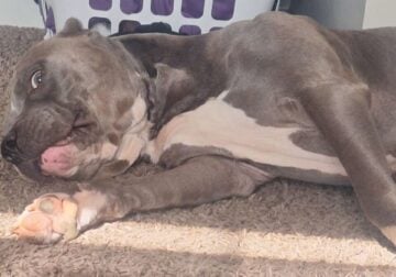 Pitbull for sale