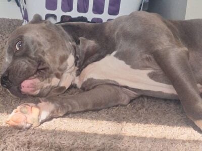 Pitbull for sale