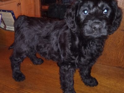 Golden Doodle puppies