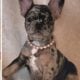 Boxers & more! Reputable 5 st Breeder of 23 years!