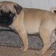 Pug Puppies