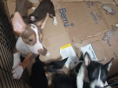 Pit bull and shepherd mix pups