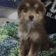 Pomsky X Toy Australian Shepherd mix puppies