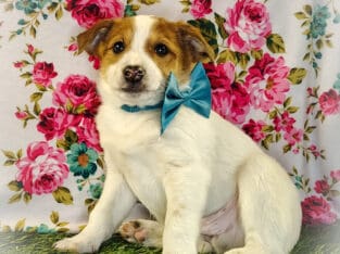 Jack/Rat terrier puppy $125 obo