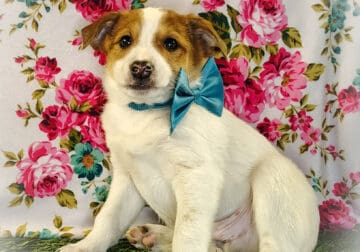 Jack/Rat terrier puppy $125 obo