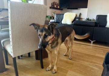 Full bred German Shepard for a home with backyard