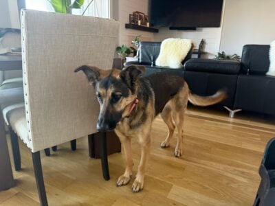 Full bred German Shepard for a home with backyard