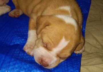 Pittbull puppies