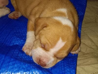 Pittbull puppies