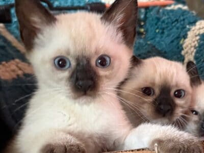 Traditional Siamese Kittens – Seal Points