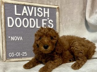 Nova Mini Goldendoodle