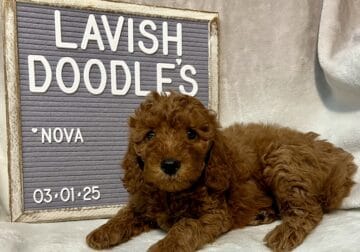 Nova Mini Goldendoodle