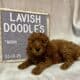 Nova Mini Goldendoodle