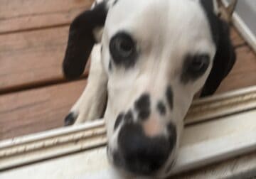 Puppy for sale