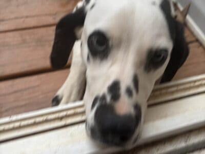 Puppy for sale