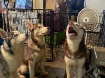 Siberian Huskies