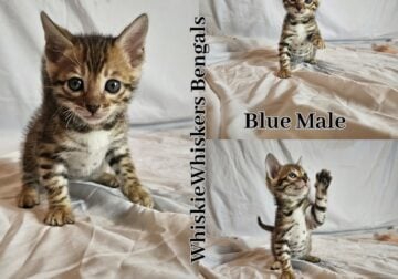 3 male kittens