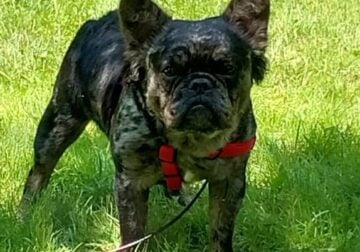 Male Black Tri Merle Fluffy Frenchie
