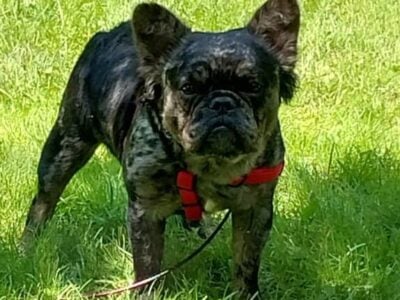 Male Black Tri Merle Fluffy Frenchie