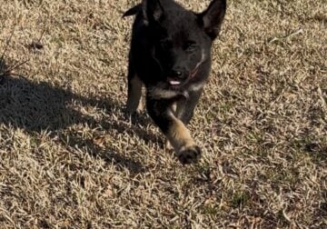 Female German Shepherd Puppy