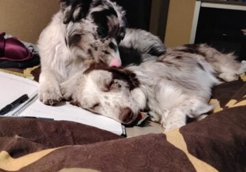 Two 7 month old Aussie pups