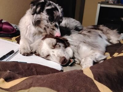Two 7 month old Aussie pups