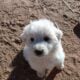 Beautiful Great Pyrenees puppies!