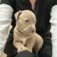 Pit bull puppies