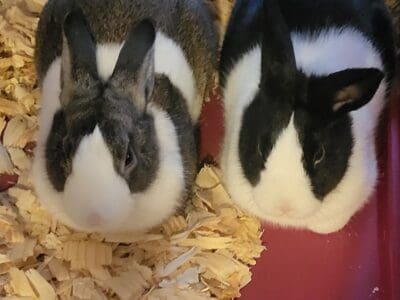 Dutch Bunnies