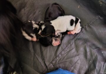 3 puppies available