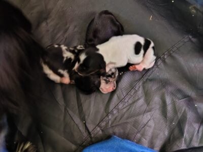 3 puppies available
